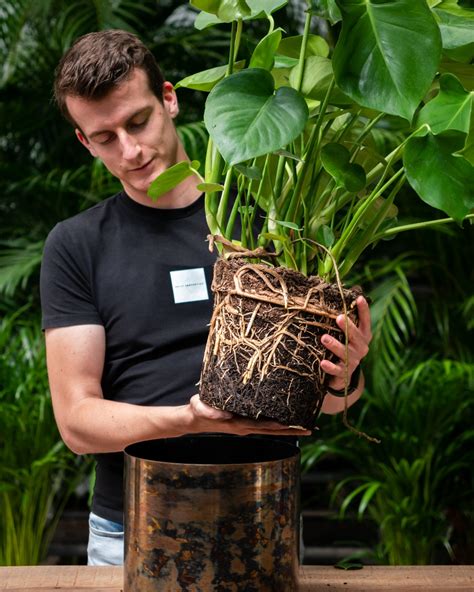 Kamerplanten Verpotten 123planten Nl