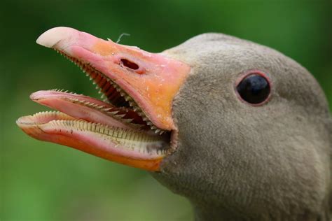 Goose Head In Close Up Photography · Free Stock Photo