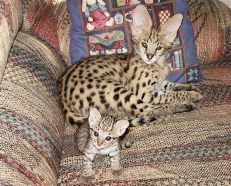 Serval Cats African Serval Cat Care And Serval Cats As