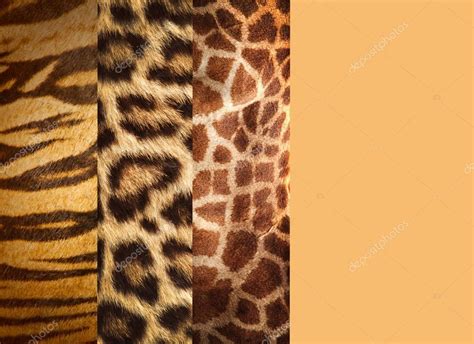 Texture Of Animal Skins Leopardtiger And Giraffe — Stock Photo