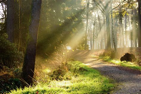 Path In Forest With Rays Of Sunlight Falling On It Photograph By Johan