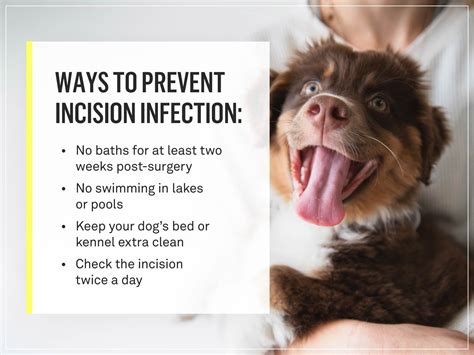 Many clinics will also allow you to pay by the month if you can't come up with it all at once. What Should a Spay Incision Look Like? Everything You Need ...