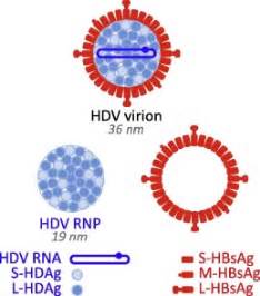 Hdv is one of five known hepatitis viruses: The hepatitis delta virus: Replication and pathogenesis ...
