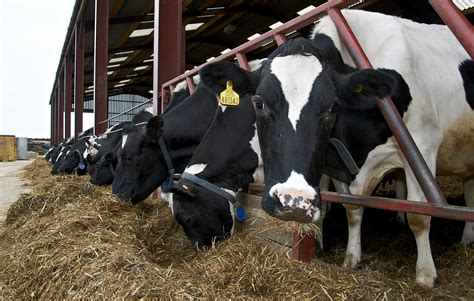 Super Greens Why Silage Is Great For Dairy Cows And Dairy Farmers