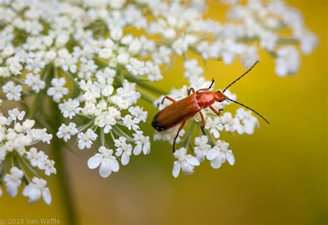 Common Red Soldier Beetle Rhagonycha Fulva On Queen Annes Flickr