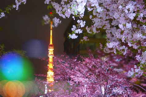 Cherry Blossom Night Tokyo Japan
