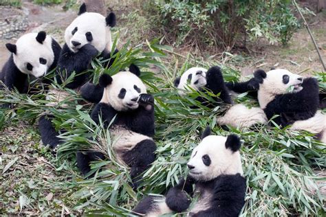 These Cuddly Pandas Are More Dangerous Than They Look Panda Facts