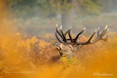 Autumnal Stag