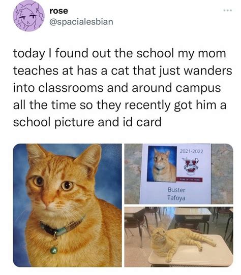 Good Student Cats Know Your Meme