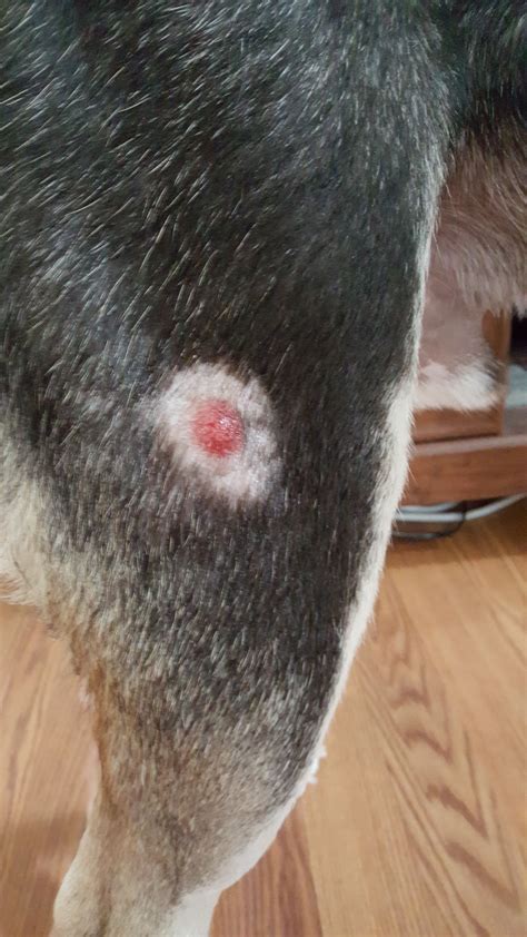 My Dog Has A Strange Red Raised Bump On His Leg And Im Not Sure