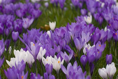 Free Stock Photo 7905 Purple Crocus Flowers Freeimageslive