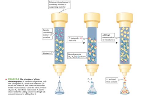 Column Chromatography Protein Purification