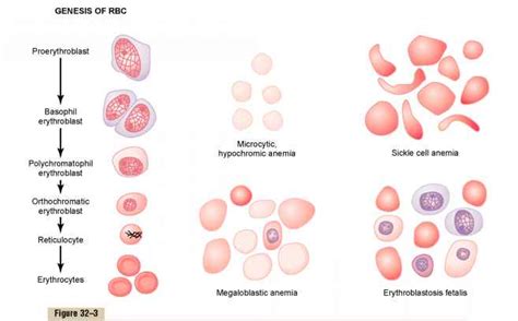 Red Blood Cells Erythrocytes Medical Physiology