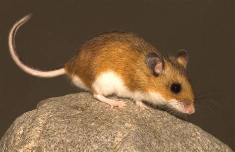 However, a well fed mouse who has had ready access to a food source for some time might be longer and can certainly be rather fat. Deer Mouse (Utah Mammals) · iNaturalist