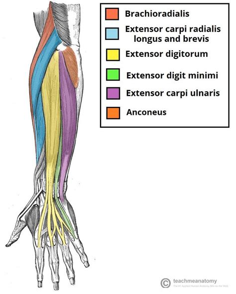 Understanding how the body moves and creates movement with the. Muscles In The Arm Diagram | Forearm muscle anatomy ...