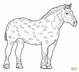 Coloring Horse Rearing Horses Percheron Appaloosa Miniature Printable Detailed Wanda Pferde Drawing Arabian Malvorlagen Foal Getcolorings Getdrawings Sheet Ausmalbilder Ausmalen sketch template