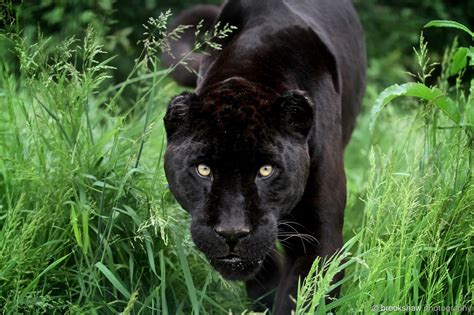 Brookshaw Photography — A Stunning Black Jaguar Named Athena At Whf Big
