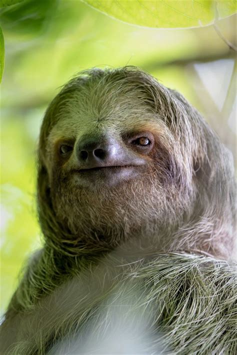 50 Funny Sloth Facts Lol Random Facts For Kids