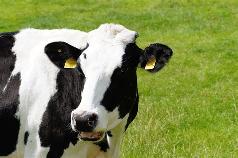 Cow Milk Holstein Beef Cattle Free Photo On Pixabay