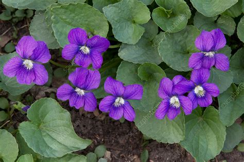 Wild Violets Stock Image F0315485 Science Photo Library