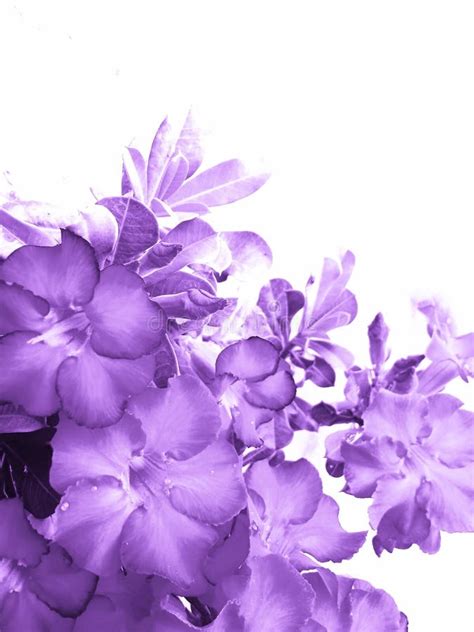 Beautiful Light Purple Flowers On A White Background Stock Photo