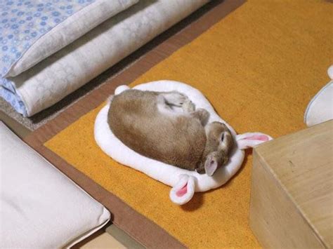 Land Of Cuteness On Twitter Bunny In A Bunny Bed Bunny Beds
