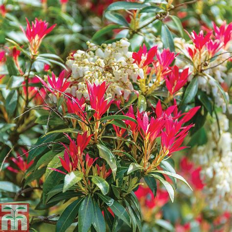 Pieris Japonica Lily Of The Valley Bush Plants Thompson And Morgan