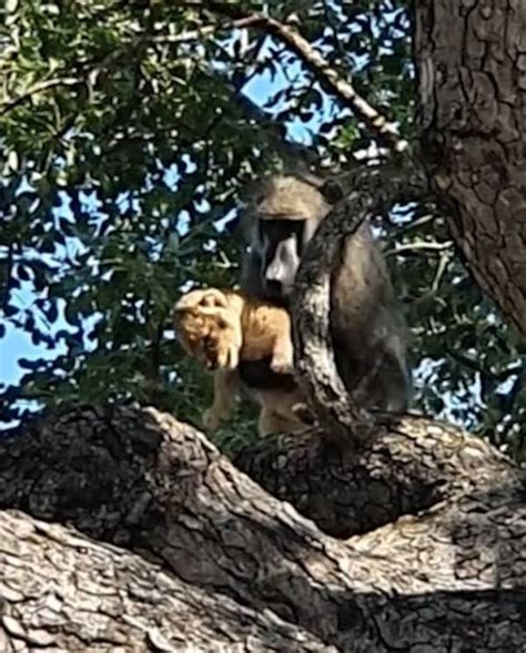 A Baboon Stole A Lion Cub From Its Pride Before Taking It Into Treetops To Groom It Small Joys