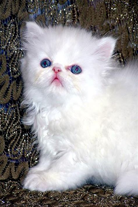 Himalayan Persian Cat Price Kitten Buy