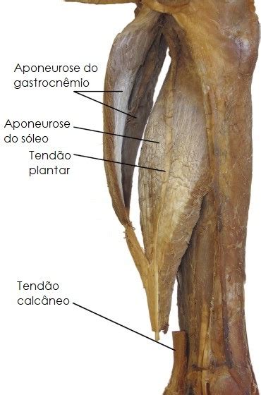 Anatomia Do Gastrocnêmio Instituto Fortius