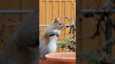 Squirrel Just Being Cute Youtube