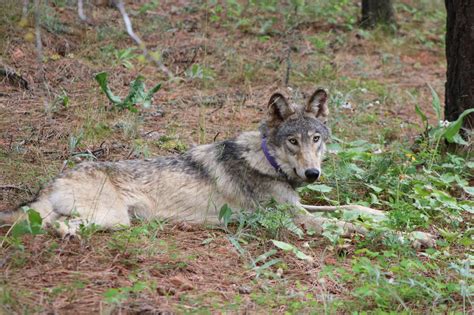 New Wolf Pack Confirmed In Californias Plumas County Center For