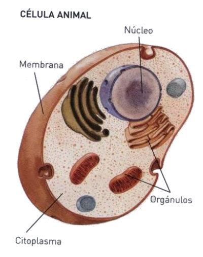 Ciencias Naturales Blog De Carmen Rosa Navarro