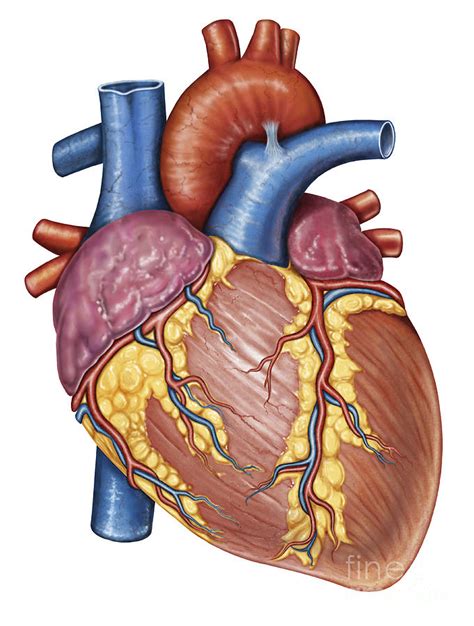 Human Heart Pictures Images