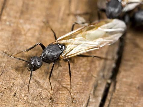 Flying Carpenter Ants In Colorado Springs When Do Ants Swarm In Colorado