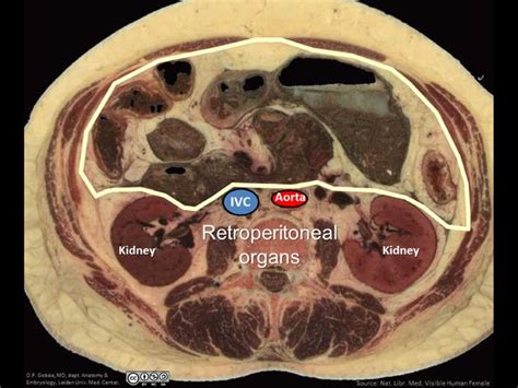 Extraperitoneal Structures Lie Outside The Peritoneal Cavity My