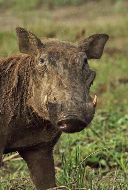 Best Common Warthog Stock Photos Pictures And Royalty Free Images Istock