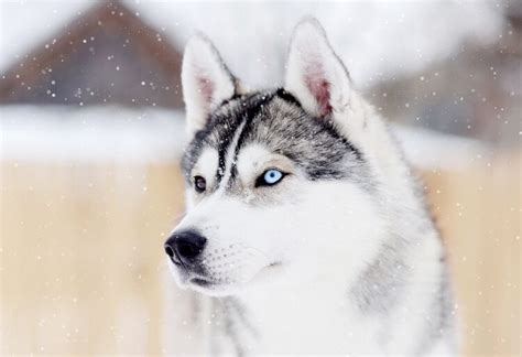 What Are The Huskies Names In Snow Dogs