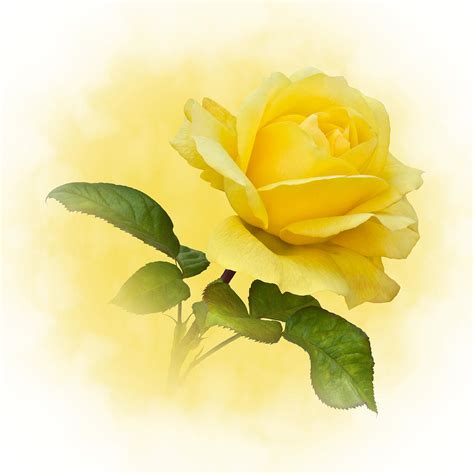 Single Yellow Rose Image Driverlayer Search Engine