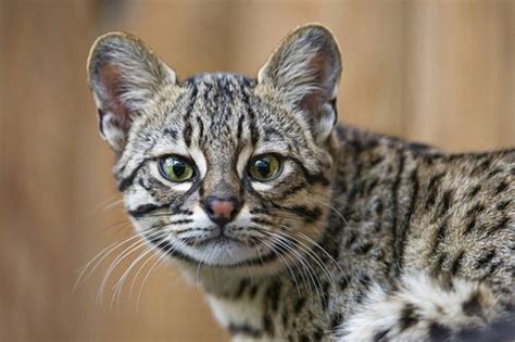 10 Small Exotic Cats That Are Kept As Pets