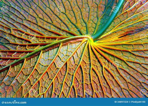 Water Lily Leaf Close Up Stock Photo Image Of Tropical 34897324