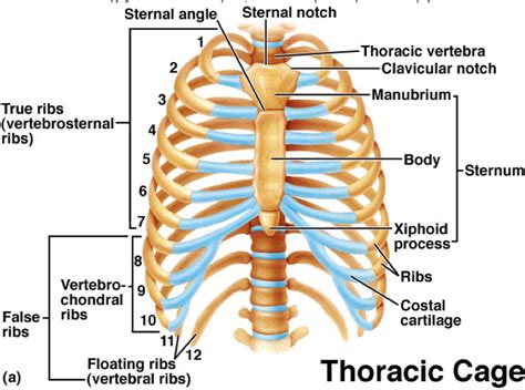 Parts Of The Thoracic Cage At University Of Texas Permian Basin Studyblue