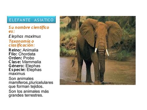 Calaméo Elefante Asiatico