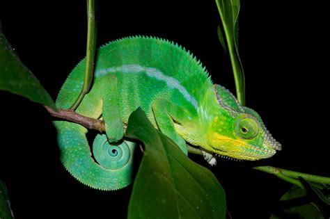 Chameleons Use Built In Crystals To Change Color