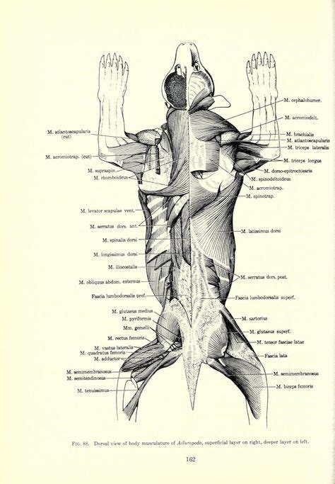 Giant Panda Anatomy Scientific Illustration Illustration Sketches