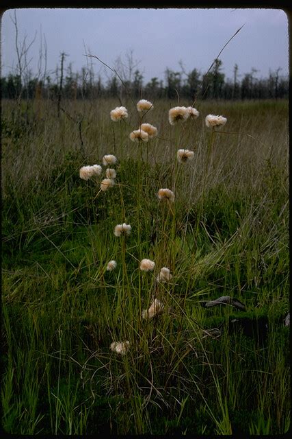 Tawny Cottongrass Eriophorum Virginicum 09 07 1985 Atsio Flickr