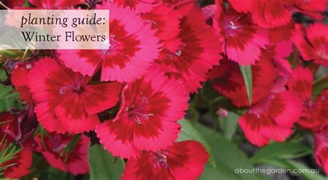 Winter flowers come in all sorts of shapes and sizes but you may think gardening in winter is impossible, or the only types of flowers that survive winter are indoor winter flowers. Winter Flowers Planting Guide | Australian Temperate Zones ...