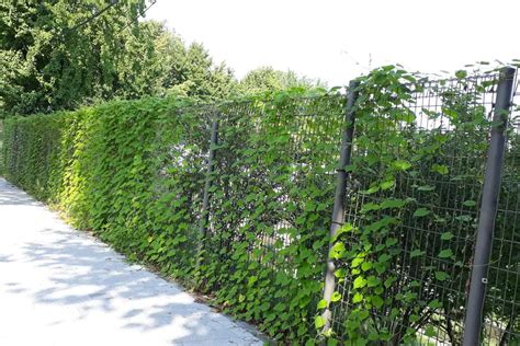 How To Stop Ivy Vines From Growing Through Fence Fence Fixation