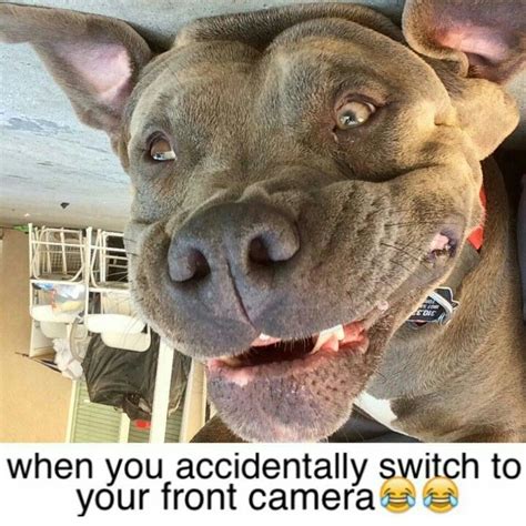 7 Best Funny Pit Bull Dog Memes Images On Pinterest Pit Bull Dog