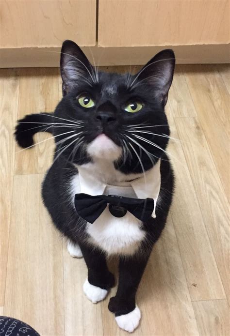my dapper gentleman ift tt 2fjym3o black and white tuxedo dapper gentleman cat lady